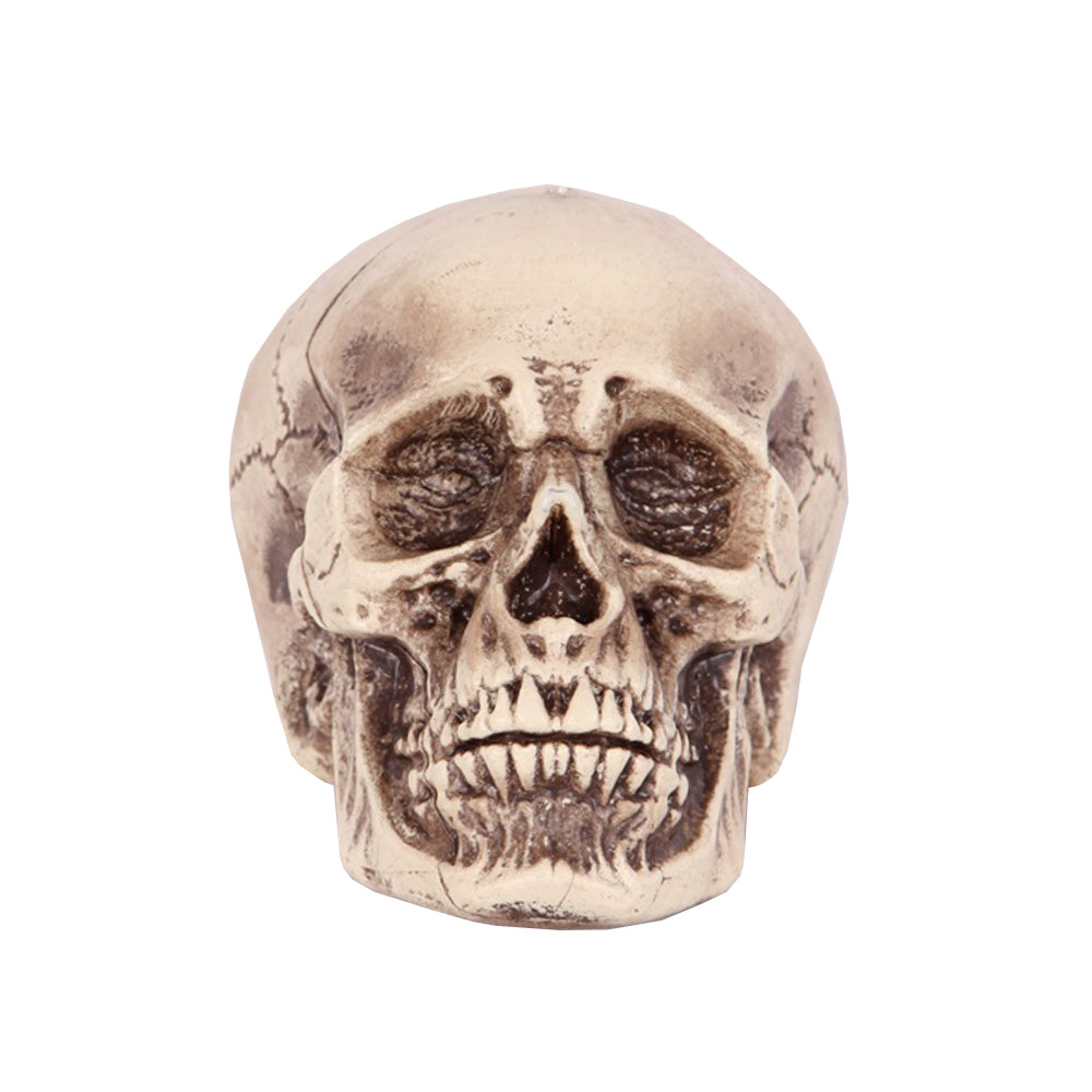 Human Skull 17x19x16cm
