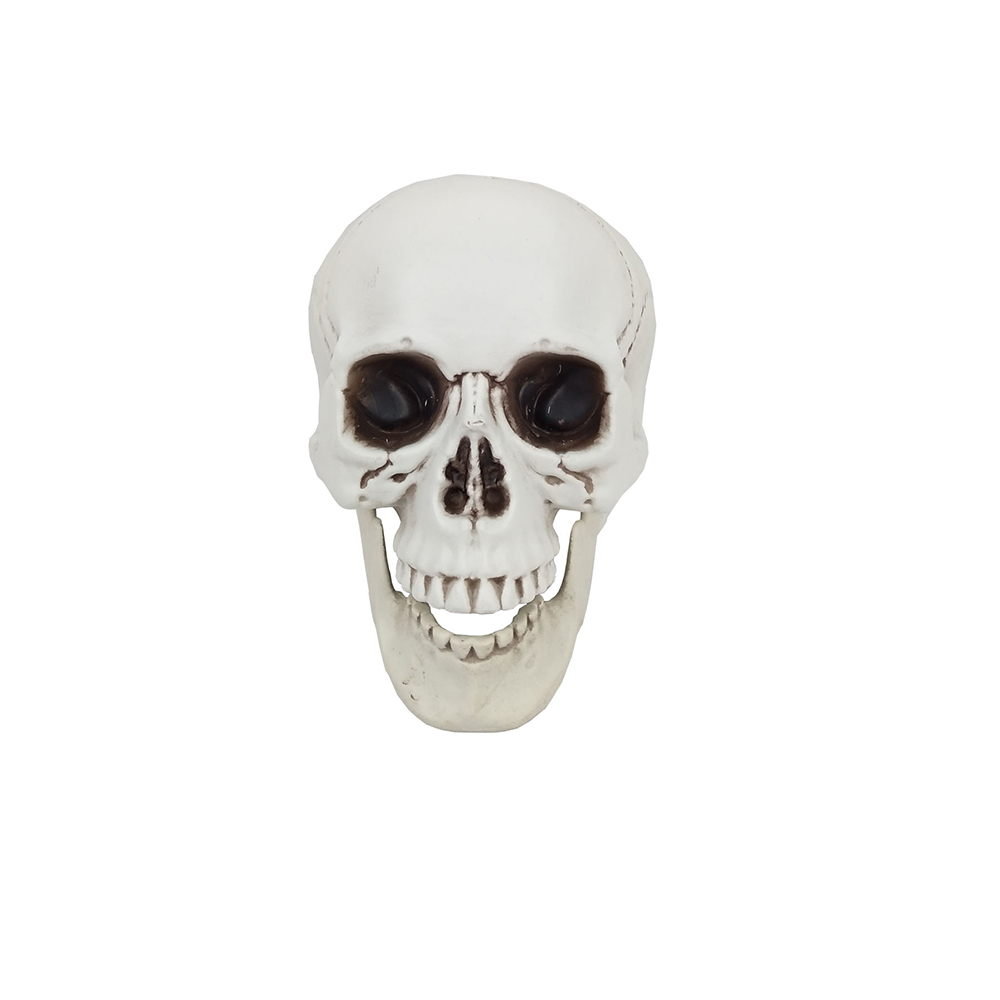 Plastic Skeleton Skull