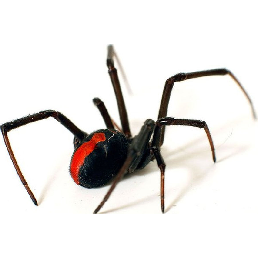 SPIDER W/ RED SEQUIN STRIP AT THE REAR 8X74X19CM